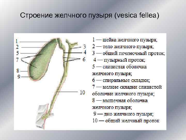 Строение желчного пузыря (vesica fellea) 