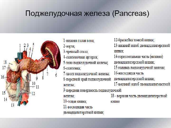 Поджелудочная железа (Pancreas)  