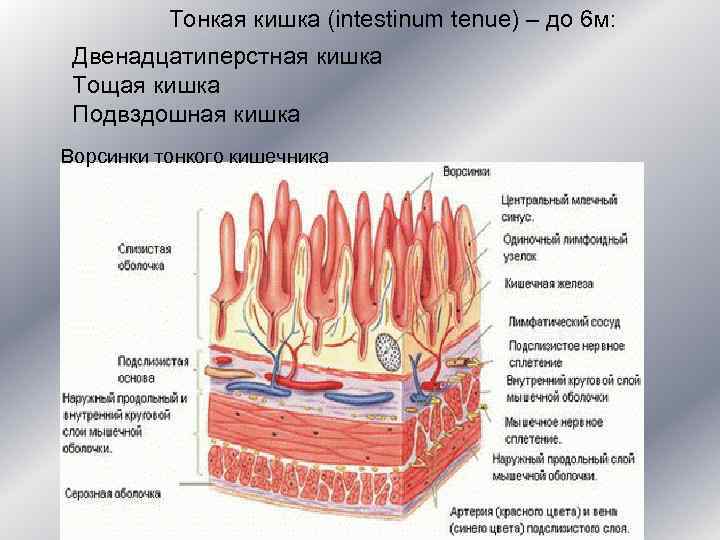    Тонкая кишка (intestinum tenue) – до 6 м:  Двенадцатиперстная кишка