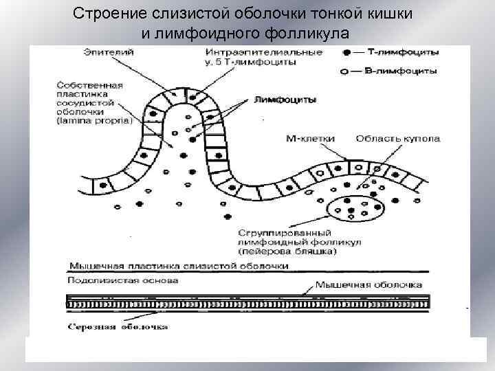    Строение слизистой оболочки тонкой кишки   и лимфоидного фолликула 