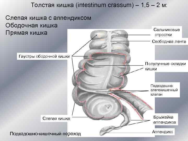    Толстая кишка (intestinum crassum) – 1, 5 – 2 м: 