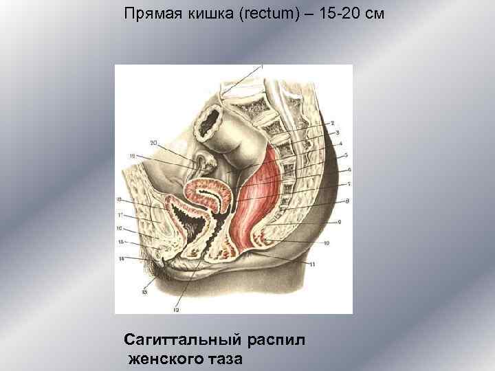 Прямая кишка (rectum) – 15 -20 см Сагиттальный распил женского таза 