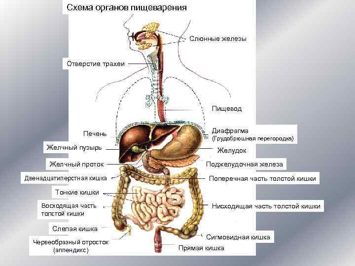   Схема органов пищеварения    Слюнные железы    Отверстие