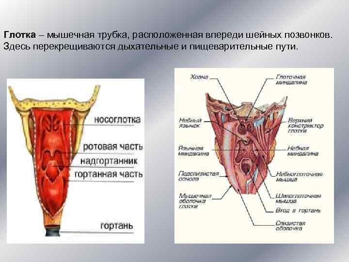 Глотка – мышечная трубка, расположенная впереди шейных позвонков. Здесь перекрещиваются дыхательные и пищеварительные пути.