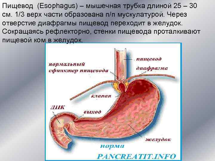 Пищевод (Esophagus) – мышечная трубка длиной 25 – 30 см. 1/3 верх части образована