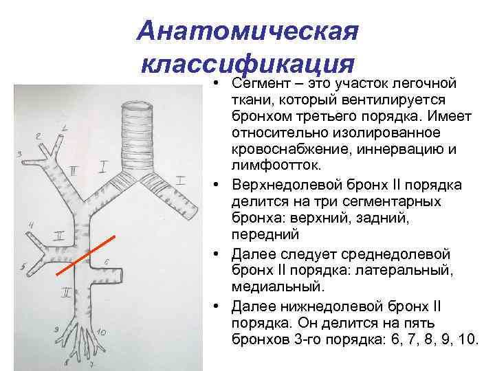 Анатомическая классификация • Сегмент – это участок легочной ткани, который вентилируется бронхом третьего порядка.
