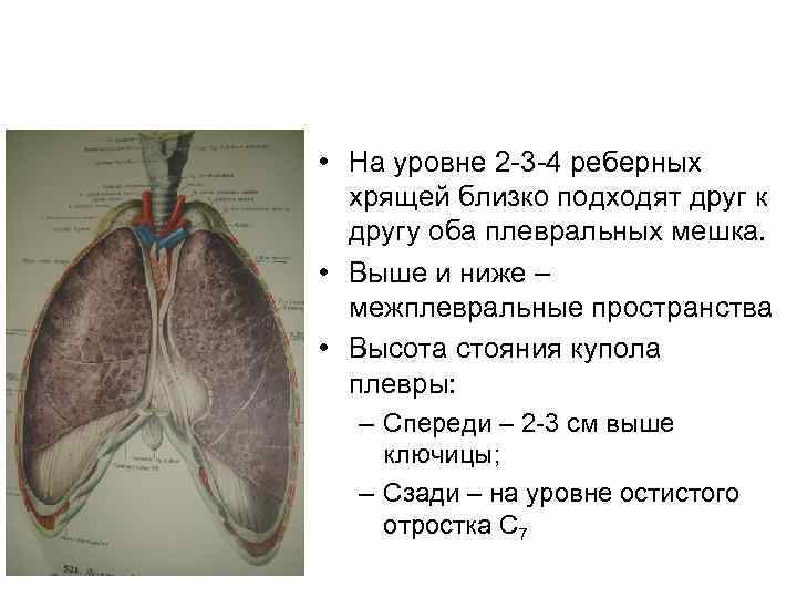 Бронхи и легкие фото на человеке