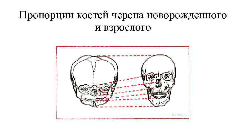 Пропорции костей черепа новорожденного и взрослого Пропорции костей черепа новорожденного и взрослого