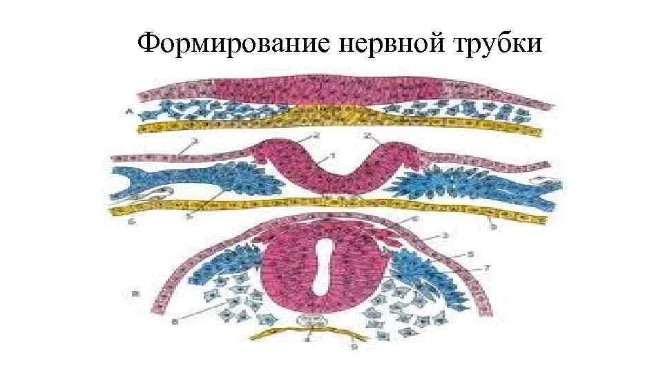 Формирование нервной трубки Формирование нервной трубки