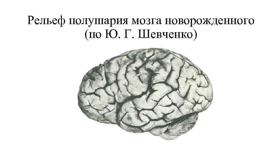 Рельеф полушария мозга новорожденного (по Ю. Г. Шевченко) Рельеф полушария мозга новорожденного (по Ю. Г. Шевченко)