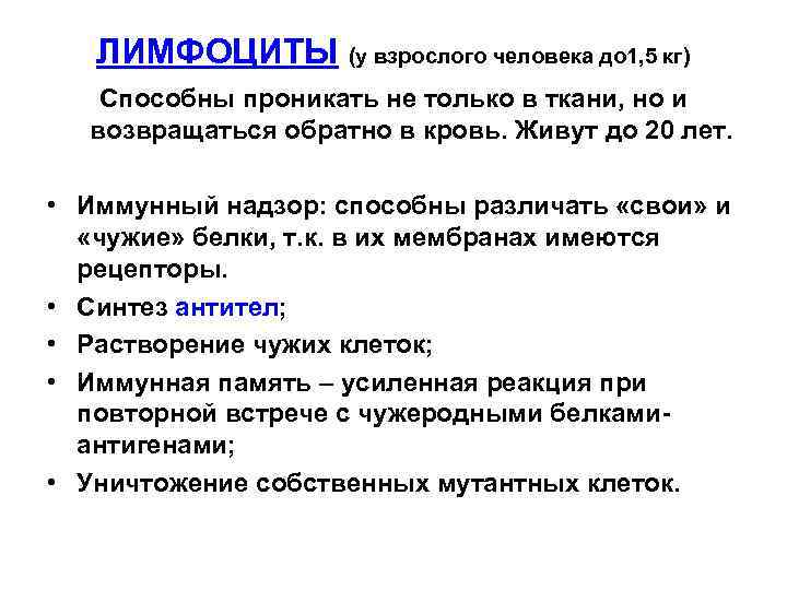   ЛИМФОЦИТЫ (у взрослого человека до 1, 5 кг)  Способны проникать не