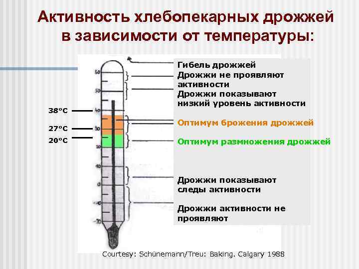 Активность хлебопекарных дрожжей в зависимости от температуры: 38°C 27°C 20°C Гибель дрожжей Дрожжи не