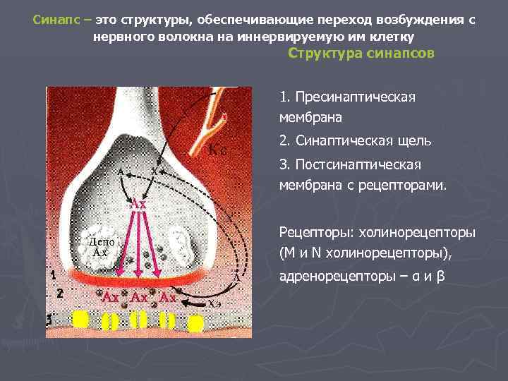 Синапс – это структуры, обеспечивающие переход возбуждения с   нервного волокна на иннервируемую