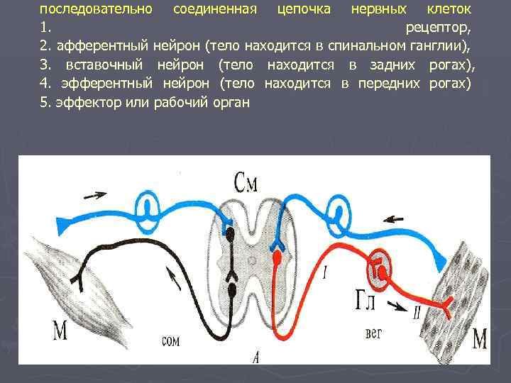 последовательно соединенная цепочка нервных клеток 1.     рецептор, 2. афферентный нейрон