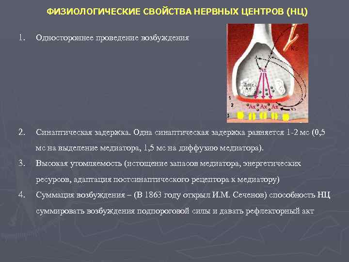   ФИЗИОЛОГИЧЕСКИЕ СВОЙСТВА НЕРВНЫХ ЦЕНТРОВ (НЦ) 1.  Одностороннее проведение возбуждения 2. 