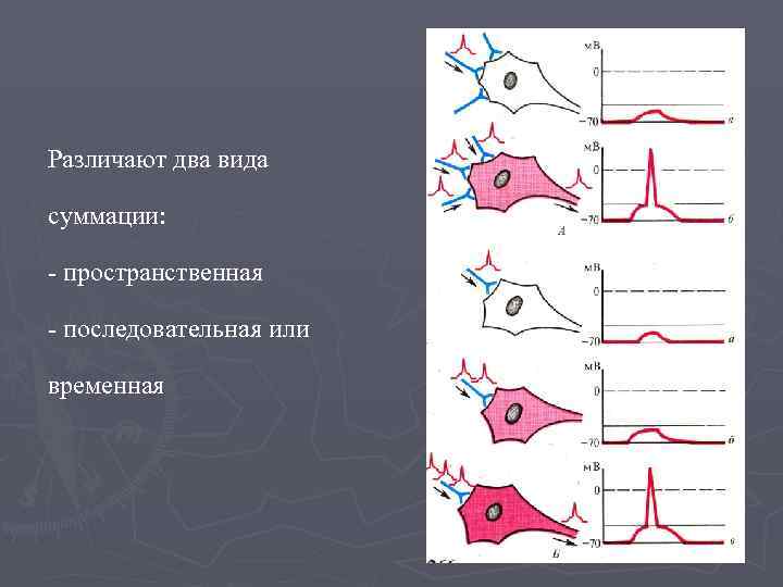 Различают два вида суммации:  - пространственная - последовательная или временная 