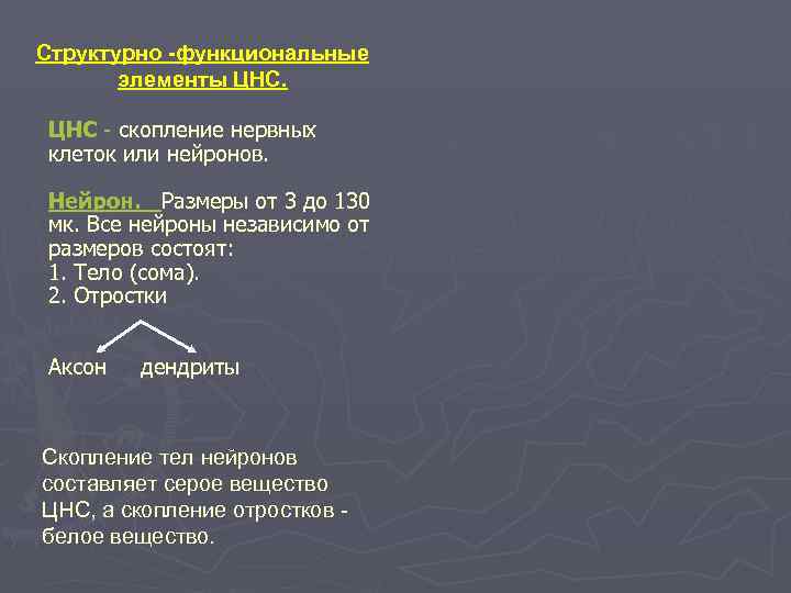 Структурно -функциональные  элементы ЦНС - скопление нервных клеток или нейронов.  Нейрон. Размеры