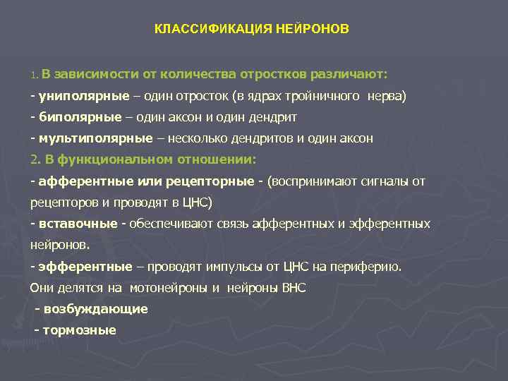     КЛАССИФИКАЦИЯ НЕЙРОНОВ  1. В  зависимости от количества отростков