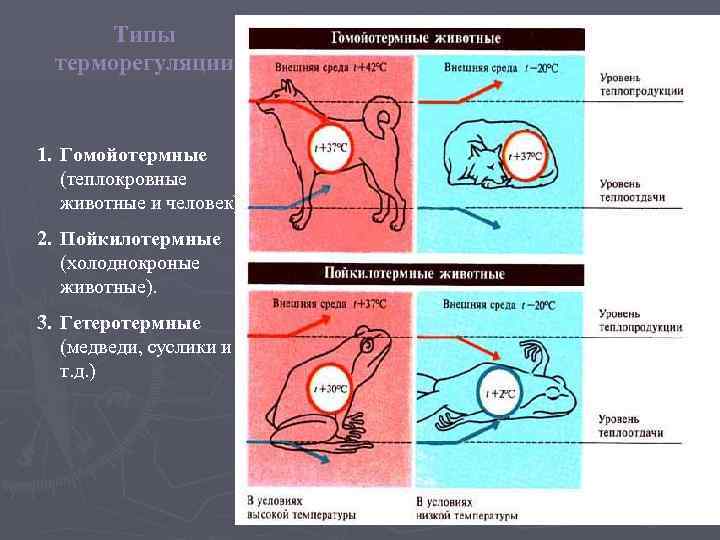 Химическая терморегуляция картинки