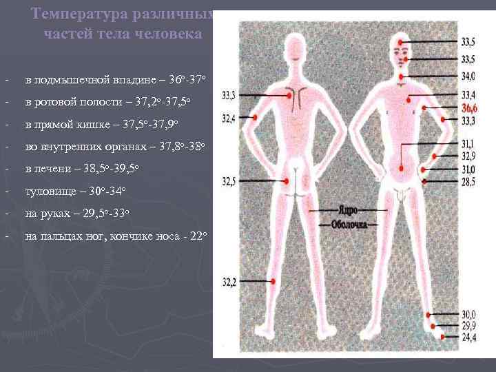  Температура различных  частей тела человека -  в подмышечной впадине – 36