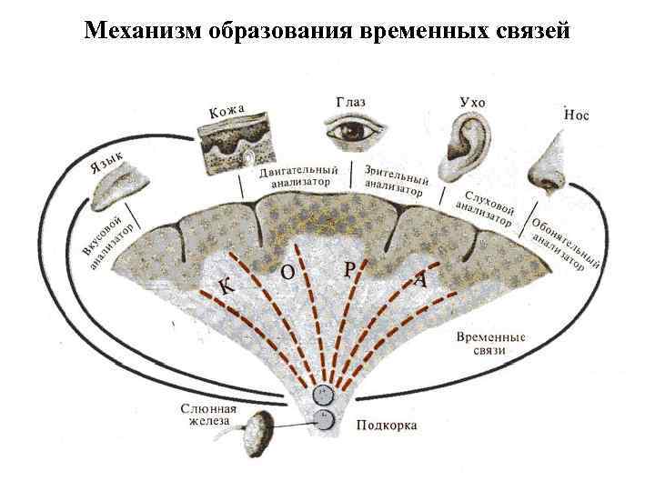 Рассмотрите схему образования временной связи условного рефлекса и подпишите обозначения на рисунке