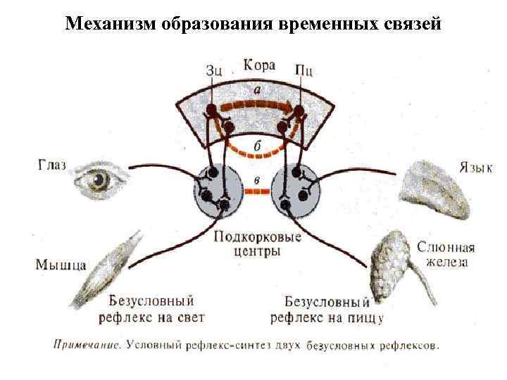 Механизмы обучения