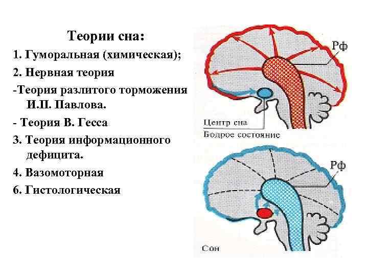   Теории сна: 1. Гуморальная (химическая); 2. Нервная теория -Теория разлитого торможения 