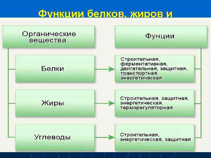 Функции белков, жиров и  углеводов 