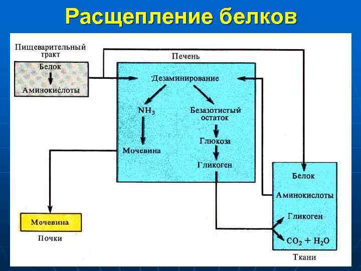 Расщепление белков 