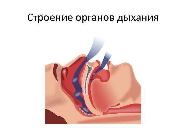 Строение органов дыхания 