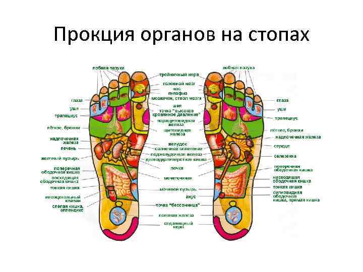 Прокция органов на стопах 