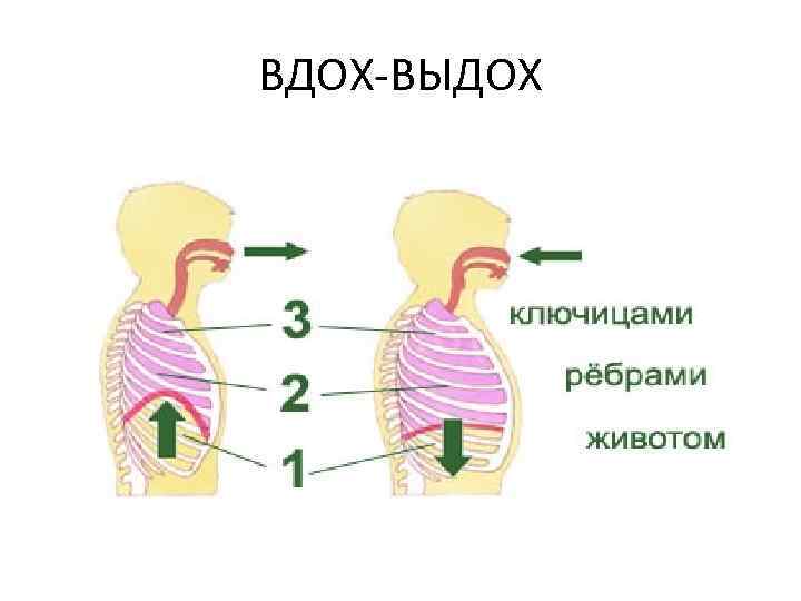 ВДОХ-ВЫДОХ 
