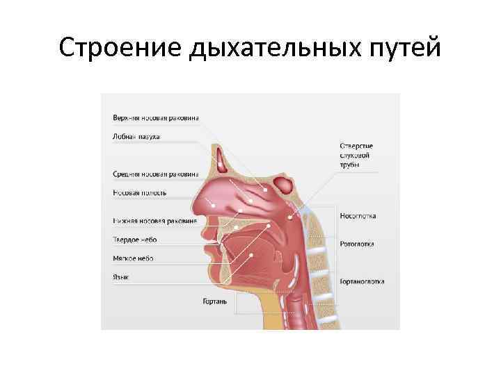 Строение дыхательных путей 