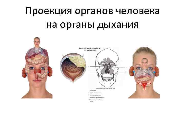 Проекция органов человека  на органы дыхания 