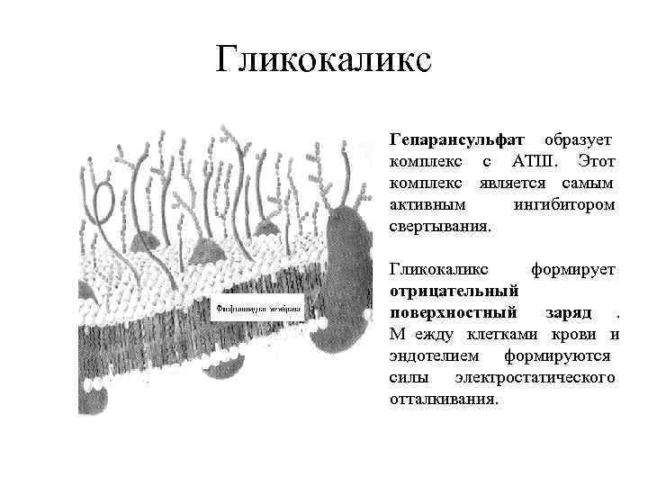 Животные клетки имеют гликокаликс