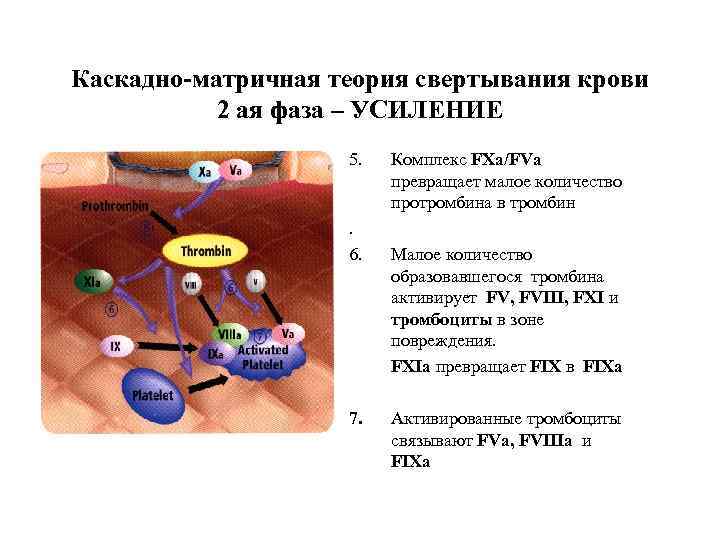 Каскадно-матричная теория свертывания крови  2 ая фаза – УСИЛЕНИЕ    