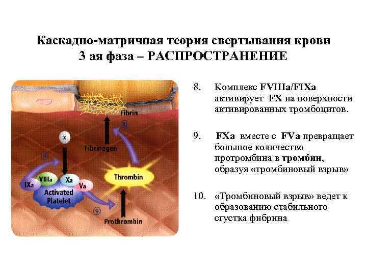 Каскадно-матричная теория свертывания крови  3 ая фаза – РАСПРОСТРАНЕНИЕ    8.