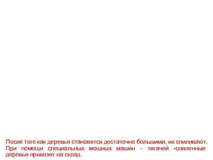 После того как деревья становятся достаточно большими, их спиливают. При помощи специальных мощных машин