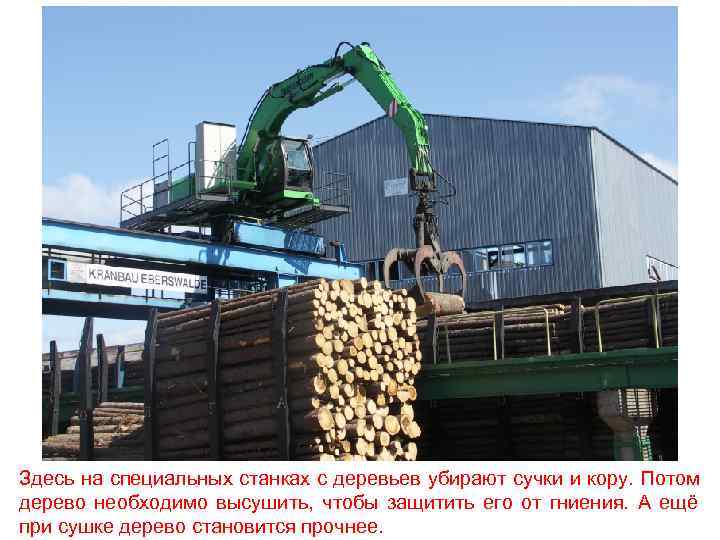 Здесь на специальных станках с деревьев убирают сучки и кору. Потом дерево необходимо высушить,