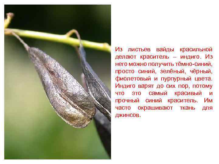 Из листьев вайды красильной делают краситель – индиго. Из него можно получить тёмно-синий, просто