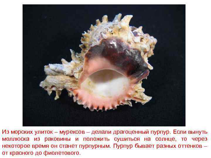 Из морских улиток – мурексов – делали драгоценный пурпур. Если вынуть моллюска из раковины