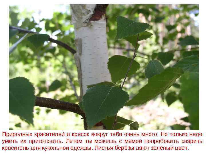 Природных красителей и красок вокруг тебя очень много. Но только надо уметь их приготовить.