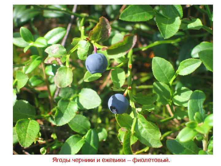 Ягоды черники и ежевики – фиолетовый. 