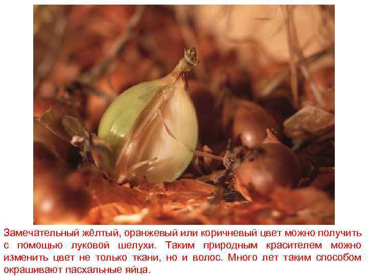 Замечательный жёлтый, оранжевый или коричневый цвет можно получить с помощью луковой шелухи. Таким природным