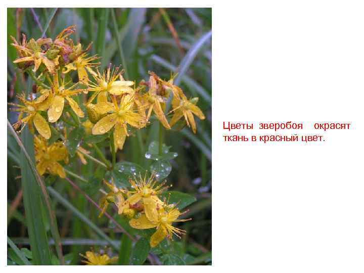Цветы зверобоя окрасят ткань в красный цвет. 
