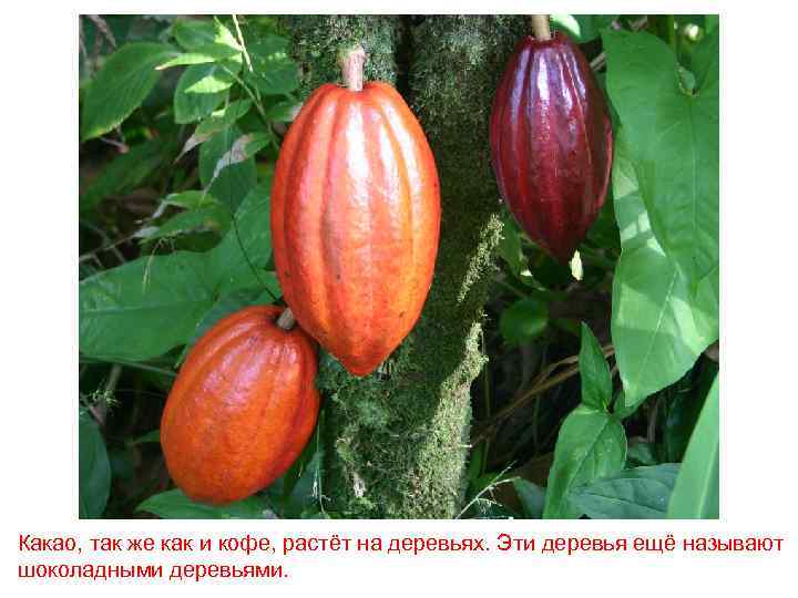 Какао, так же как и кофе, растёт на деревьях. Эти деревья ещё называют шоколадными