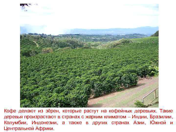 Кофе делают из зёрен, которые растут на кофейных деревьях. Такие деревья произрастают в странах