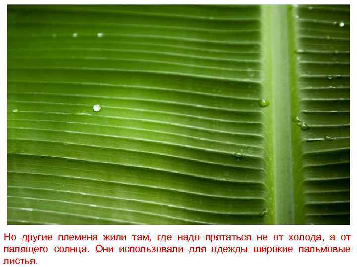Но другие племена жили там, где надо прятаться не от холода, а от палящего