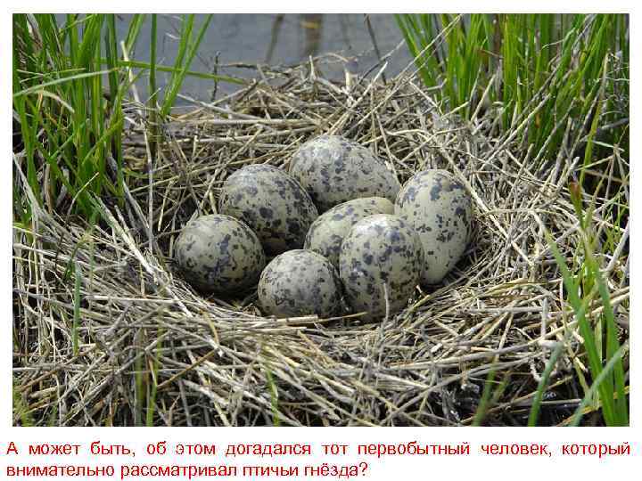 А может быть, об этом догадался тот первобытный человек, который внимательно рассматривал птичьи гнёзда?