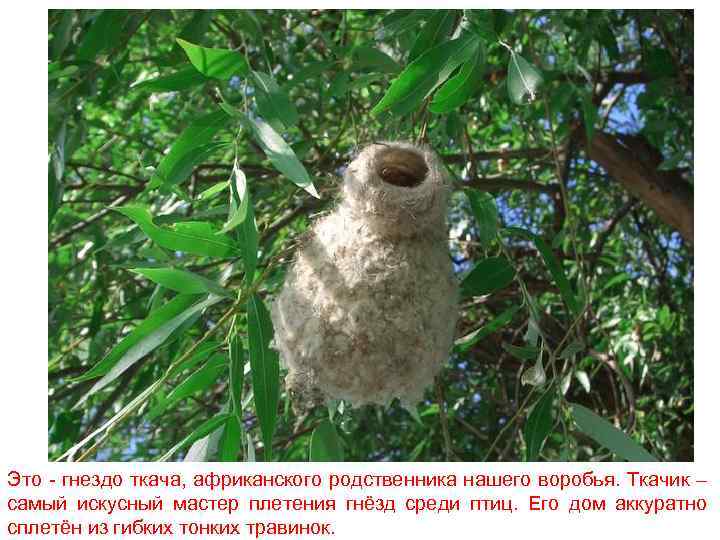 Это - гнездо ткача, африканского родственника нашего воробья. Ткачик – самый искусный мастер плетения